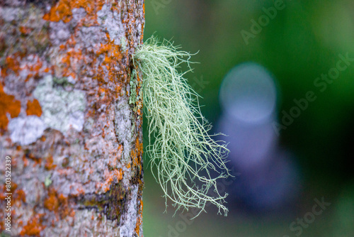 Usnea cornuta (old man's beard, beard lichen, beard moss, tahi angin, kayu angin, rasuk angin). Some usnea species are used as deodorant, food and can be used as a fire starter photo