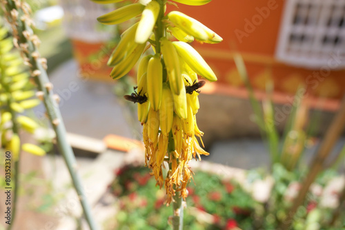 Aloe vera flowers with bees. Yellow flowers on tall, unbranched, cone-shaped racemes of Aloe striatula. photo