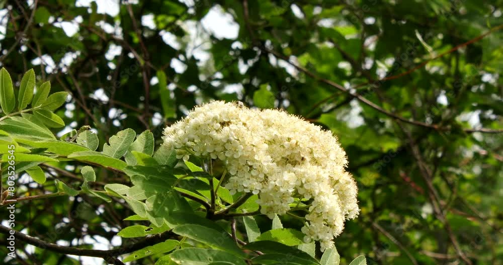Close up video of a flowering rowan visited by a flying big green beetle Close up video of a flowering rowan visited by a flying big green beetle