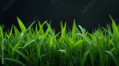Green grass on meadow with drops of water dew, morning freshness on dark background