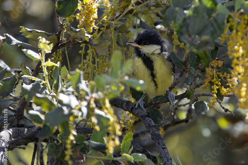 Captivating Avian Beauty: Great Tit (Parus major) Among the Branches of an Oak