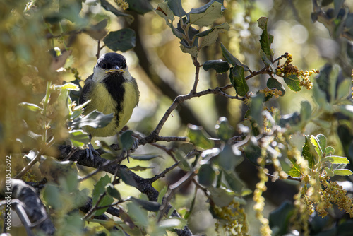 Exploring the Forest: Great Tit (Parus major) Among the Branches of an Oak