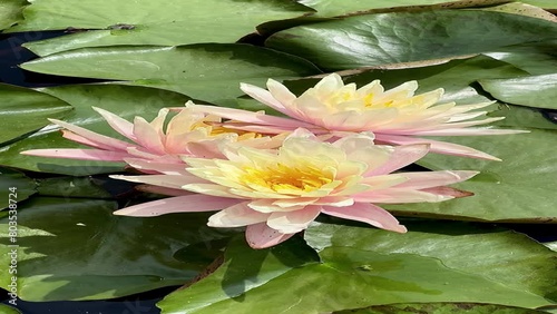 Delicate pink lotus flowers, at different stages of bloom, gently sway in the breeze, their vibrant colors beautifully reflected in the serene waters below