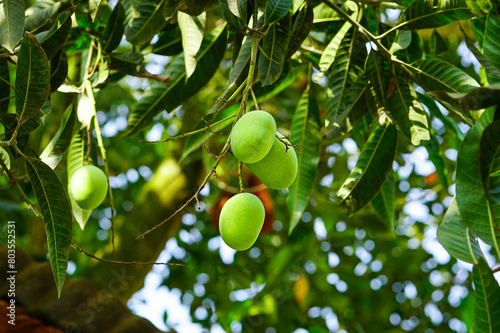 Bunch of green mangoes hanging on tree photo