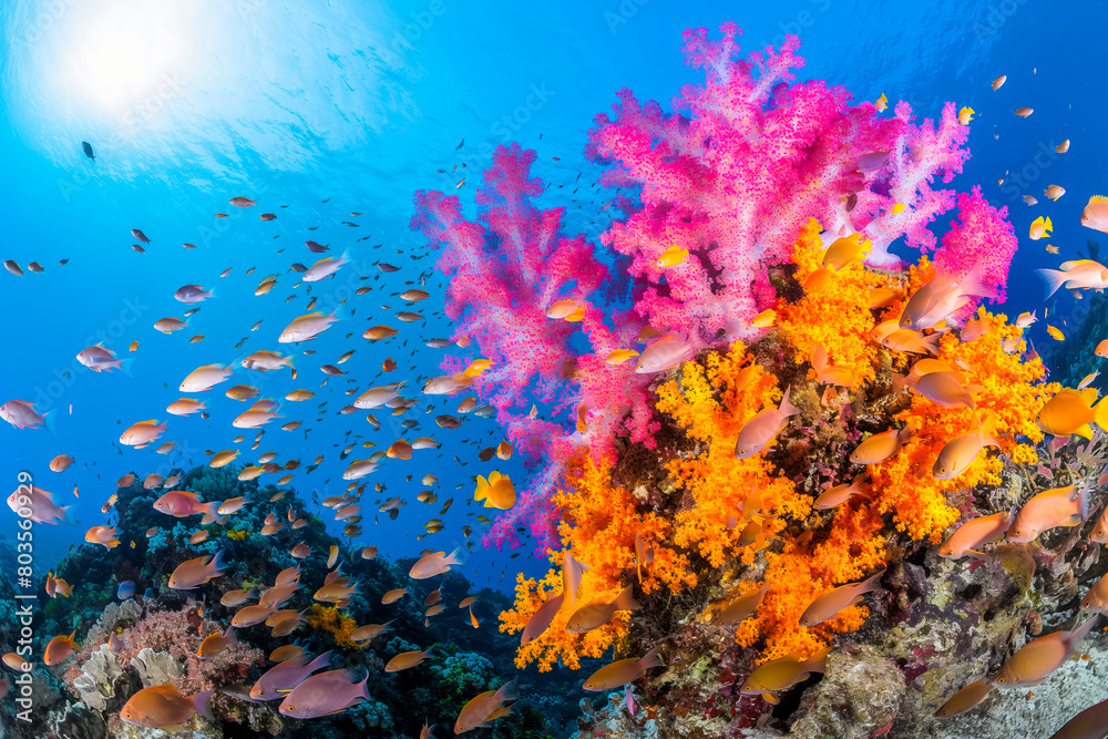 Vibrant coral reef teeming with exotic sea creatures Vibrant coral reef teeming with exotic sea creatures