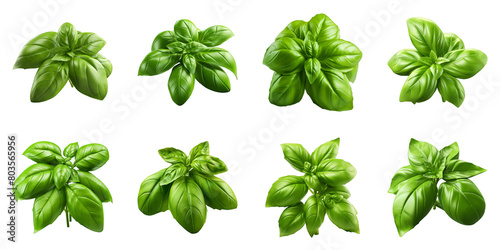 Collection of Basil isolated on transparent png background. Generative ai