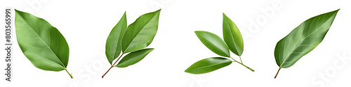 Collection of Bay Leaf isolated on transparent png background. Generative ai