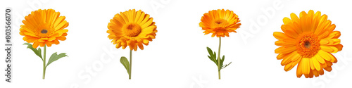 Collection of Calendula isolated on transparent png background. Generative ai