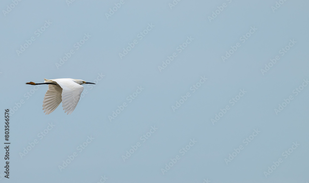 Closeup of a white heron, or great egret, flying across a pale blue sky. Closeup of a white heron, or great egret, flying across a pale blue sky.