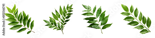 Collection of Curry Leaves isolated on transparent png background. Generative ai photo