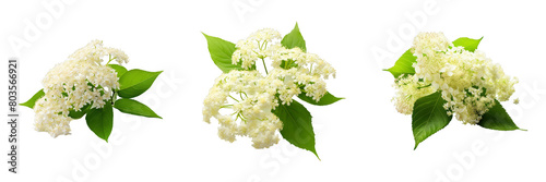 Collection of Elderflower isolated on transparent png background. Generative ai