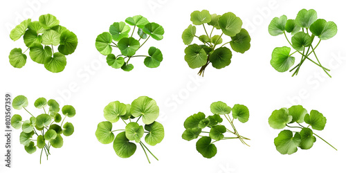 Collection of Gotu Kola isolated on transparent png background. Generative ai