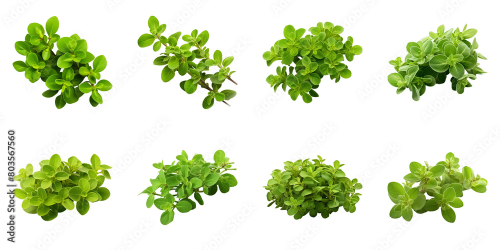 Fototapeta premium Collection of Marjoram isolated on transparent png background. Generative ai