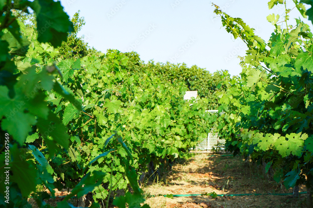 ワイン用のぶどうを育てるワイン畑の植物