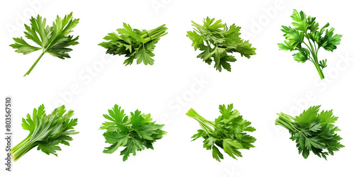 Collection of Lovage isolated on transparent png background. Generative ai photo