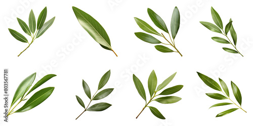Collection of Olive Leaf isolated on transparent png background. Generative ai