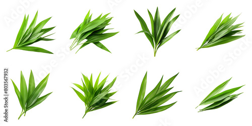 Collection of Pandan Leaves isolated on transparent png background. Generative ai