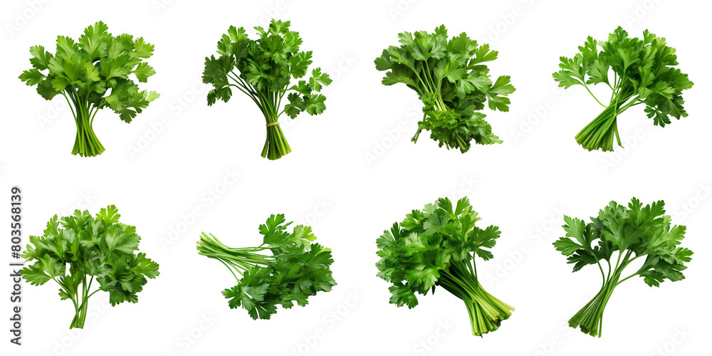 Collection of Parsley isolated on transparent png background. Generative ai Collection of Parsley isolated on transparent png background. Generative ai