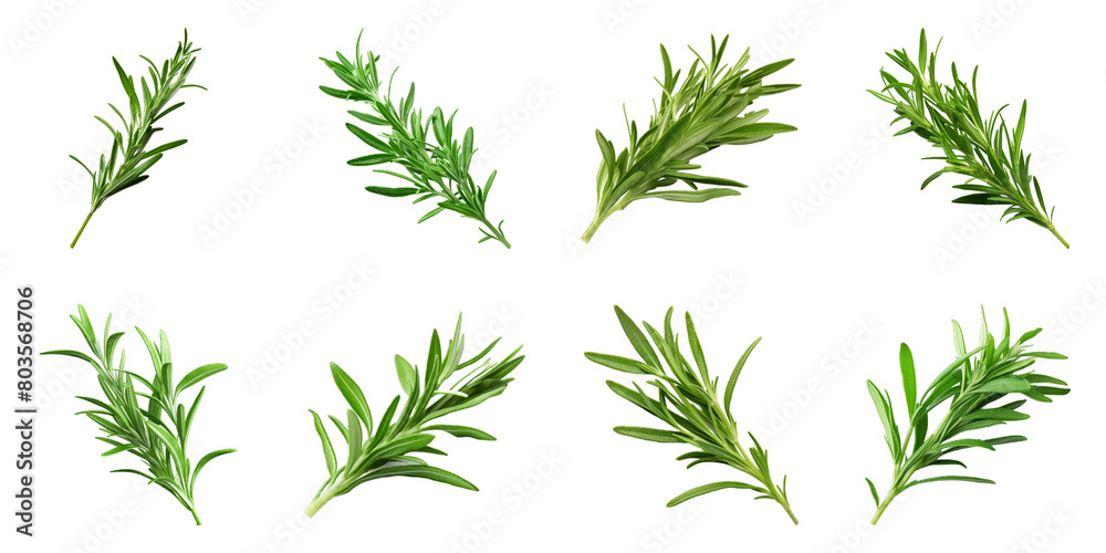 Collection of Tarragon isolated on transparent png background. Generative ai
