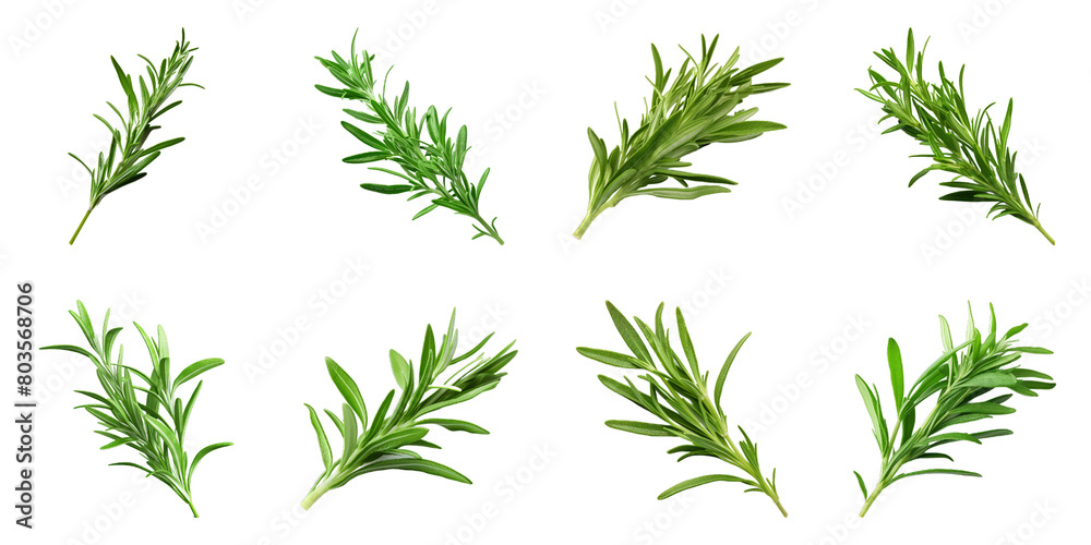 Fototapeta premium Collection of Tarragon isolated on transparent png background. Generative ai