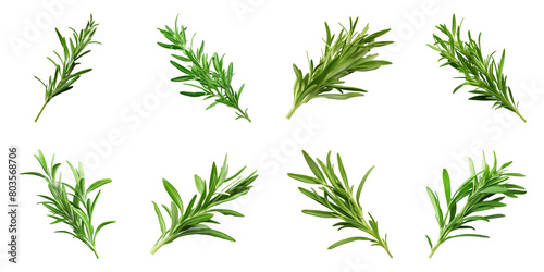 Collection of Tarragon isolated on transparent png background. Generative ai