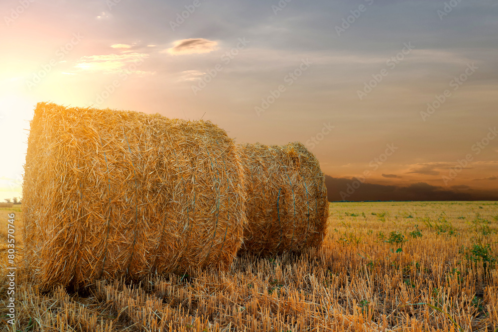 Hay bales in golden field at sunset. Space for text