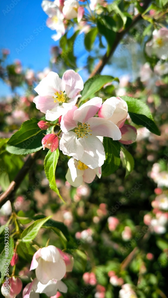 Beautiful Spring Apple tree flowers blossom, close up. Spring flowering apple tree on a background of blue sky at sunset. Spring orchard branches sway in the wind