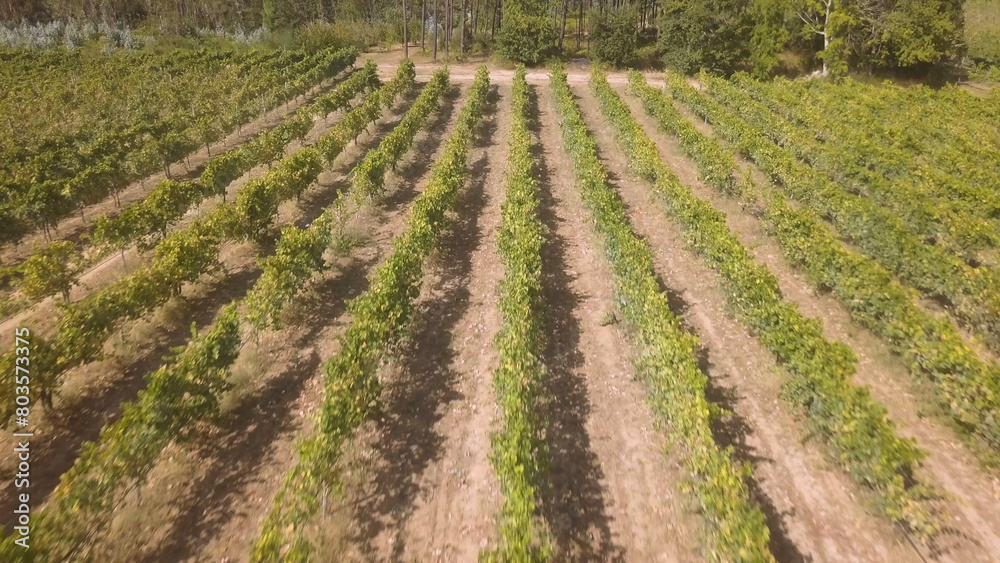 Rows of grape vines