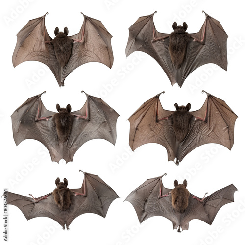 Transparent Background Bats PNG. High-Quality Isolated Bat Images for Graphic Design.