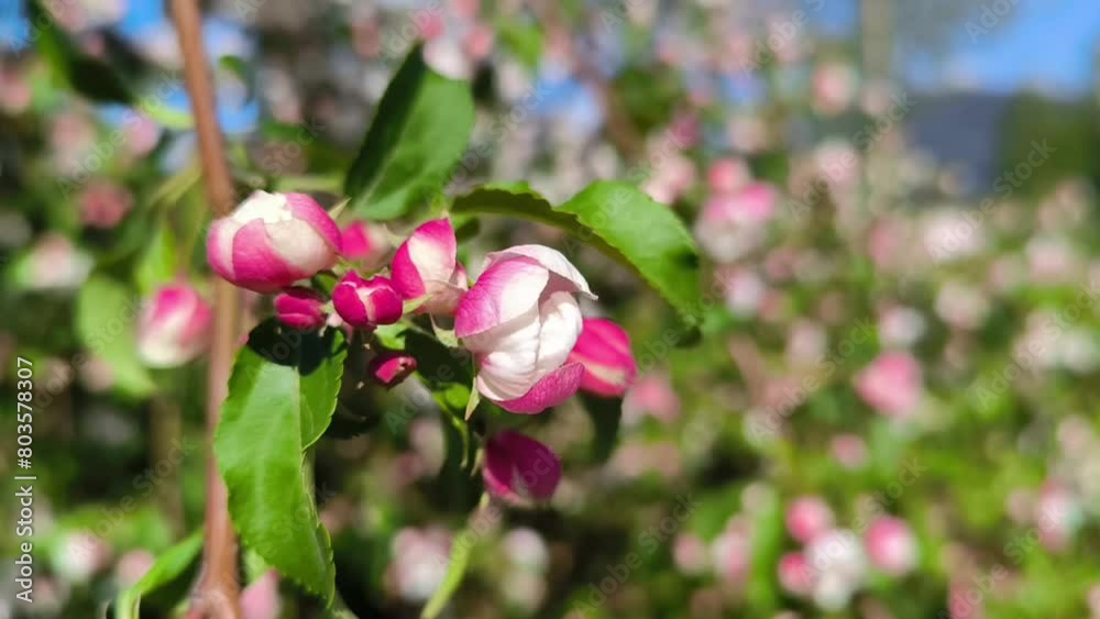 Beautiful Spring Apple tree flowers blossom, close up. Spring flowering apple tree on a background of blue sky at sunset. Spring orchard branches sway in the wind Beautiful Spring Apple tree flowers blossom, close up. Spring flowering apple tree on a background of blue sky at sunset. Spring orchard branches sway in the wind