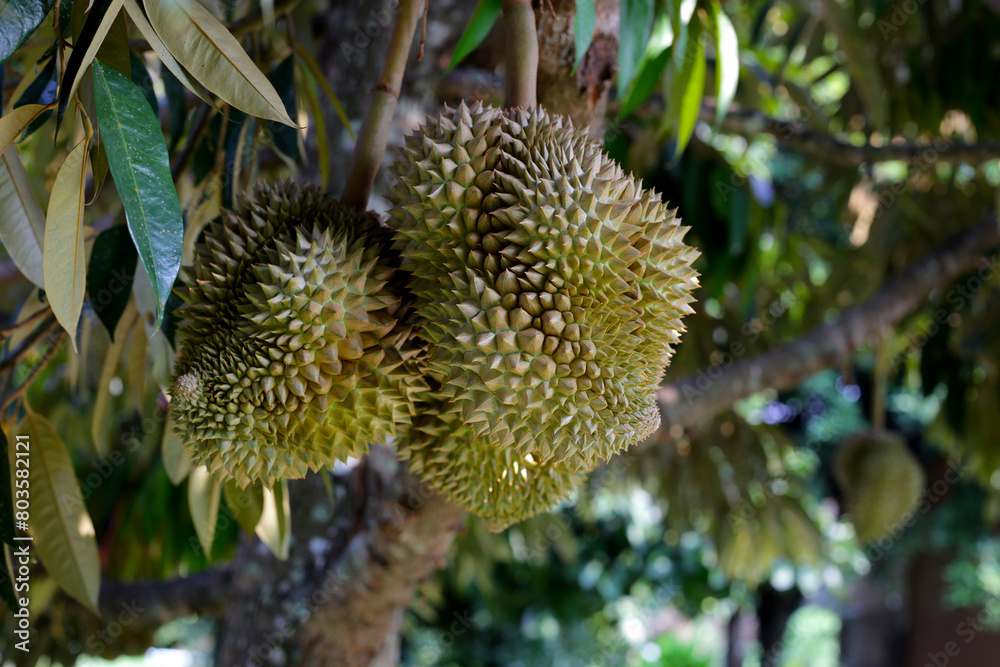 Durian fruit on tree, Thai durian fruit garden