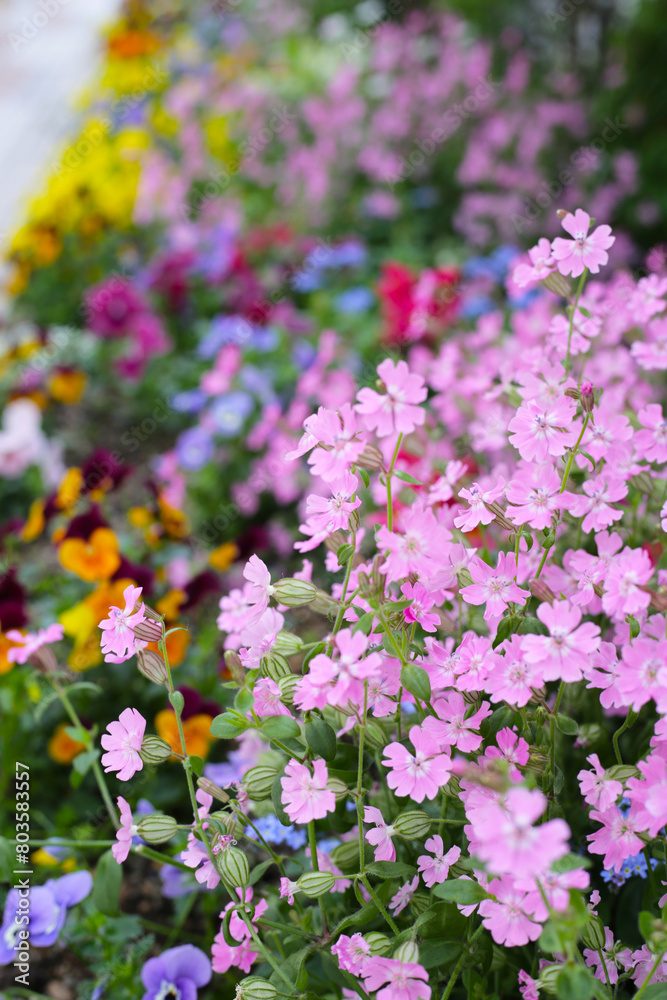 Naklejka premium Silene pendula pink flower in the garden