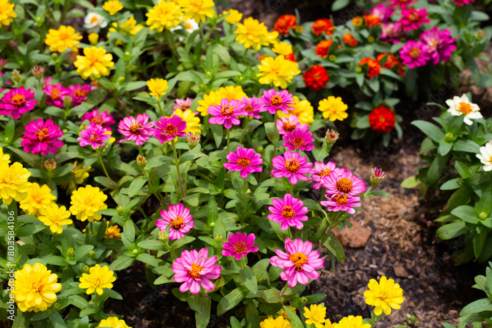 Zinnia flower in the garden