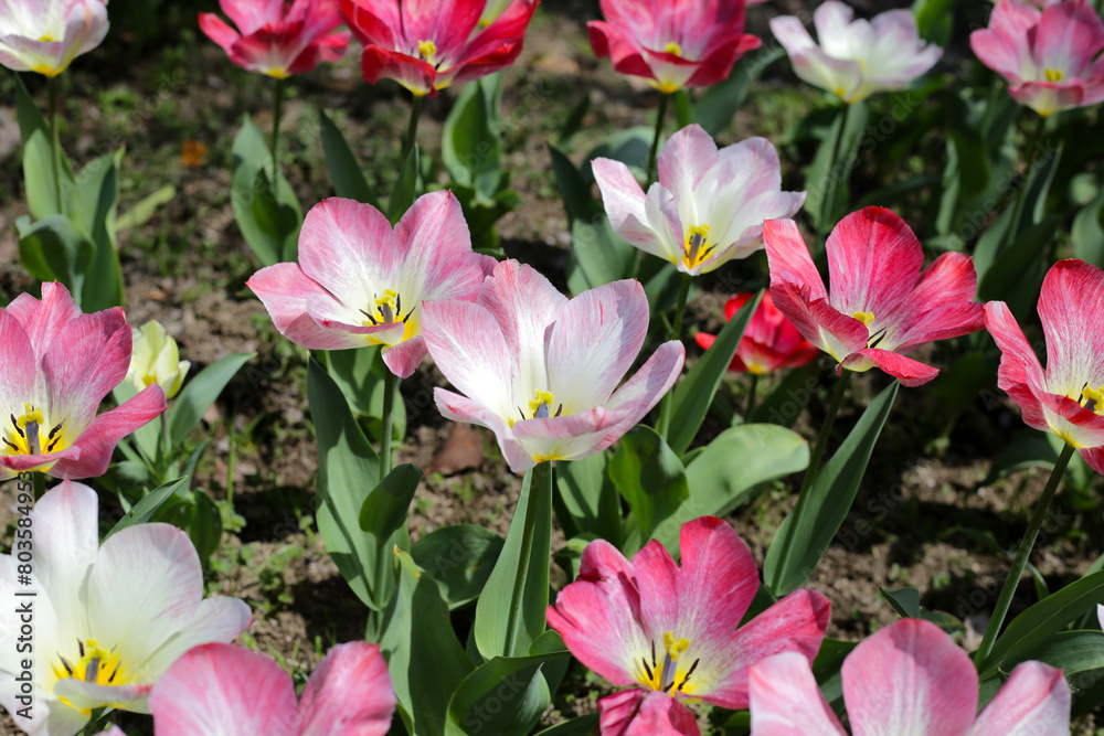 Beautiful tulip flower garden. The Expo 70 Commemorative Park, Osaka, Japan Beautiful tulip flower garden. The Expo 70 Commemorative Park, Osaka, Japan