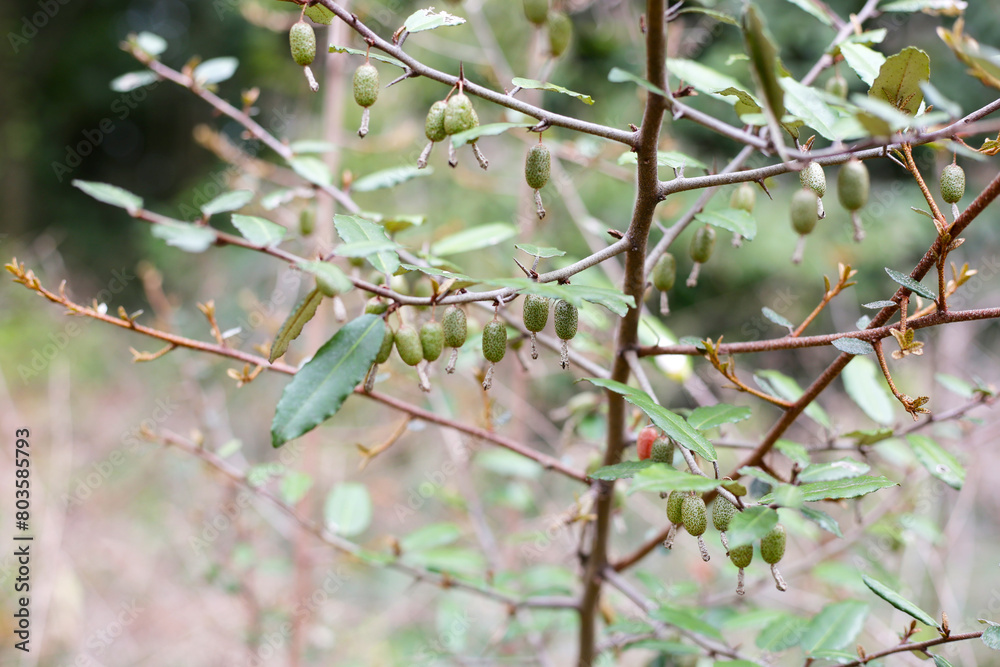 Fruits of elaeagnus pungens, Thorny-Olive Fruits of elaeagnus pungens, Thorny-Olive