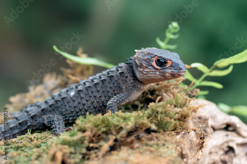 little dragon from east indonesia  crocodile skink