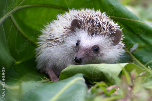 baby hedgehog playing in the garden photo