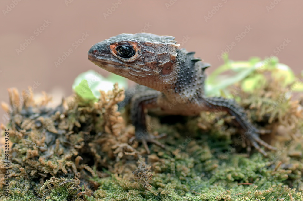Obraz premium little dragon from east indonesia, crocodile skink