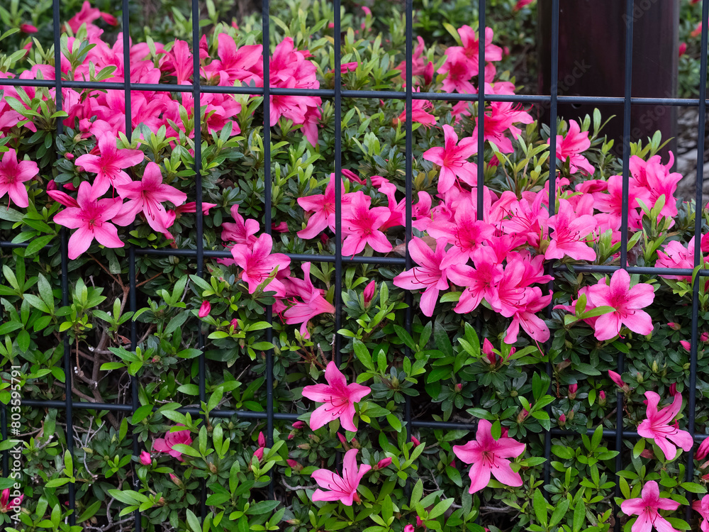 ツツジの花が咲く生垣 ツツジの花が咲く生垣
