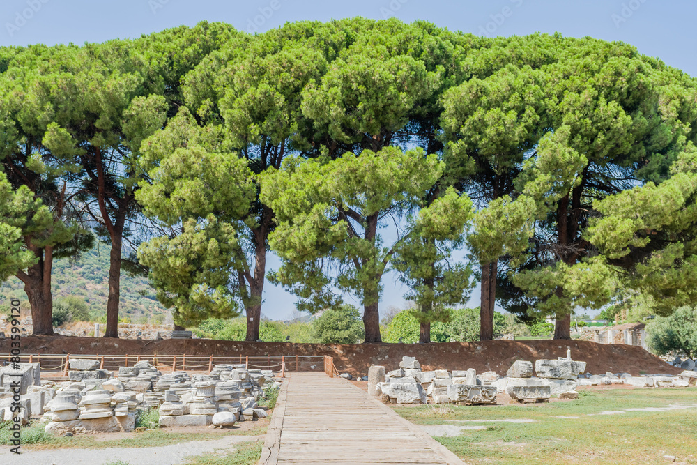 Fototapeta premium A pathway leading through a site with tall green pine trees and ancient ruins, in Ephesus, Turkiye