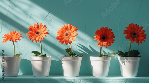 Orange Gerbera Flowers in White Pots Against Teal Wall