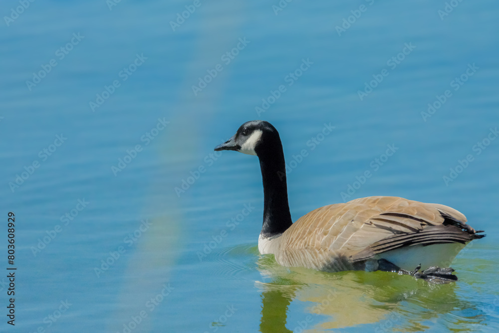 Canada goose on the lake.
