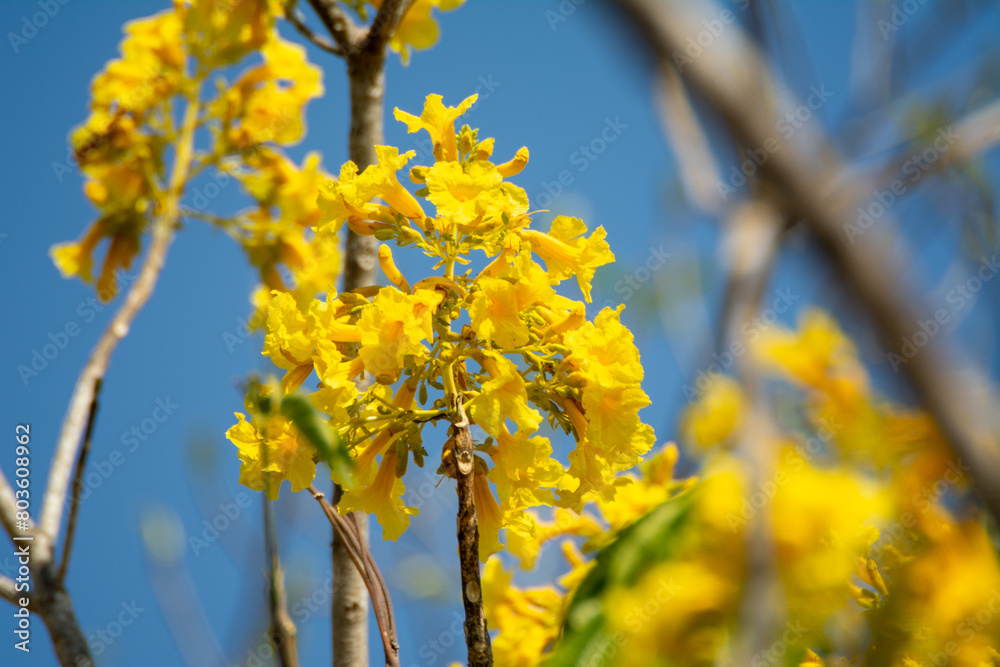 Obraz premium primavera