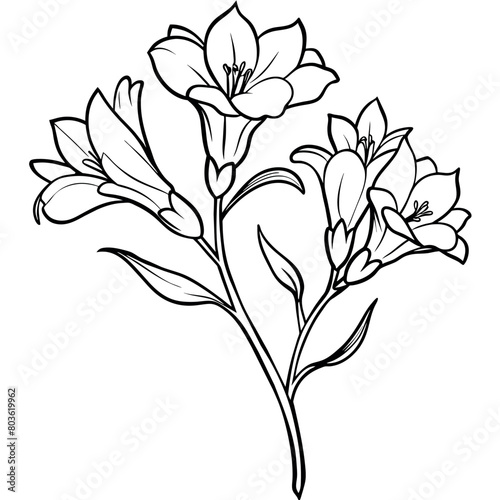 Freesia flower plant outline illustration coloring book page design, Freesia flower plant black and white line art drawing coloring book pages for children and adults 