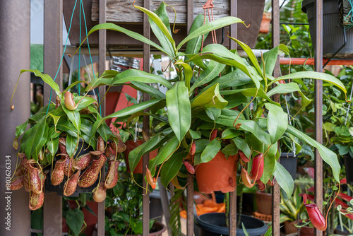 Close-up view of the Nepenthes Gaya and Nepenthes Bloody Mary. It is a beautiful tropical pitcher plant variety