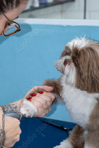 Two and a half year old brown and white Shih Tzu, receiving pet groomed_36.