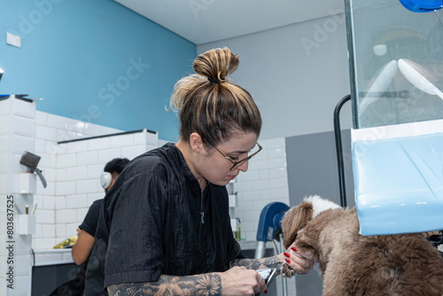 Two and a half year old brown and white Shih Tzu, receiving pet groomed_38. photo