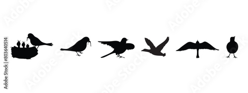 bird family and bird flying silhouette victor set