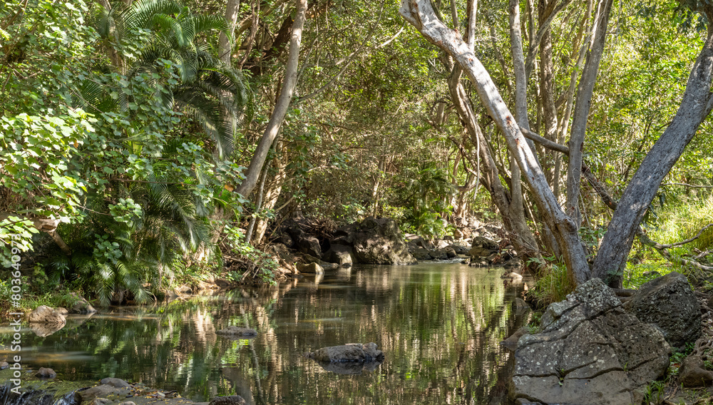 Mountain Stream in the Honolulu Rainforest. Mountain Stream in the Honolulu Rainforest.
