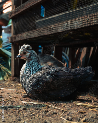 Pollito en la granja